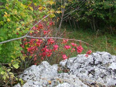 Прикрепленное изображение: DSCF5815.jpg